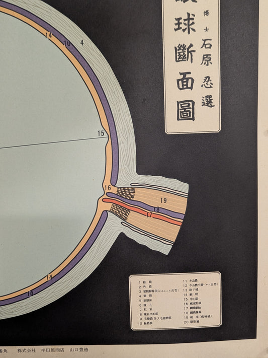 Vintage Japanese Anatomical Eye Chart – University of Tokyo, c. 1940s