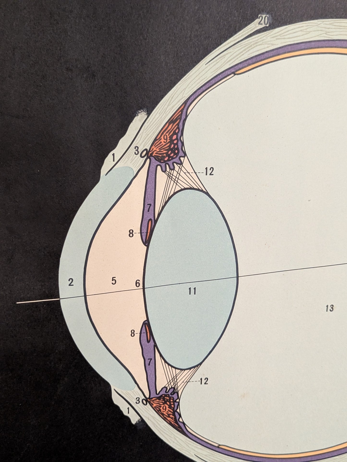 Vintage Japanese Anatomical Eye Chart – University of Tokyo, c. 1940s