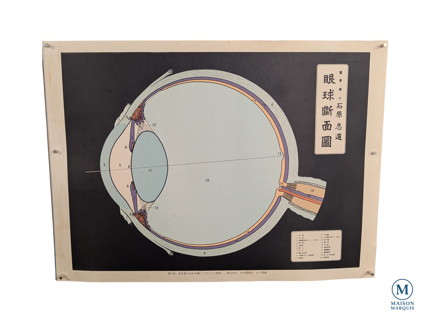 Vintage Japanese Anatomical Eye Chart – University of Tokyo, c. 1940s