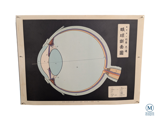 Vintage Japanese Anatomical Eye Chart – University of Tokyo, c. 1940s