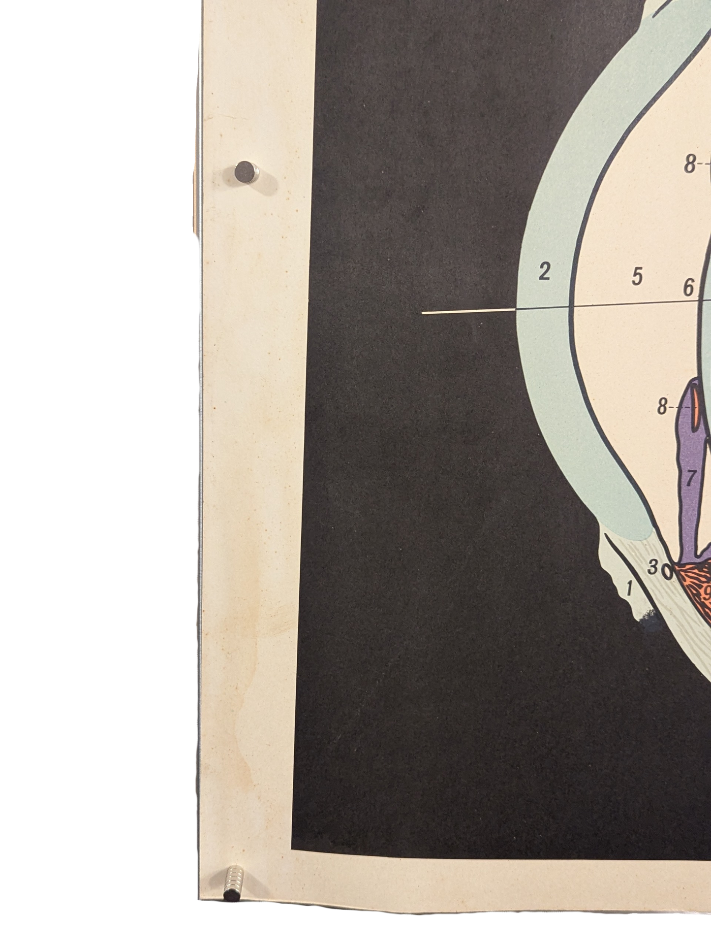 Vintage Japanese Anatomical Eye Chart – University of Tokyo, c. 1940s